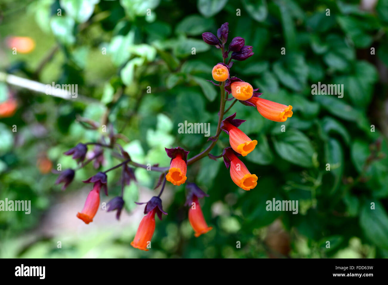 Eccremocarpus scaber chilean glory vine fleurs fleur orange grimpeur  alpinistes et plante grimpante vigne rampante Fleurs RM Photo Stock - Alamy