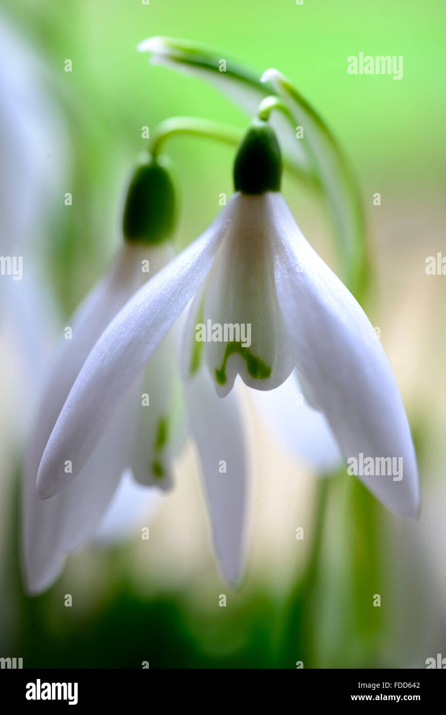 Abbaye d'Anglesey snowdrop Galanthus nivalis perce-neige portraits de plantes blanc vert marquage fleurs printemps Floral RM ampoule Banque D'Images