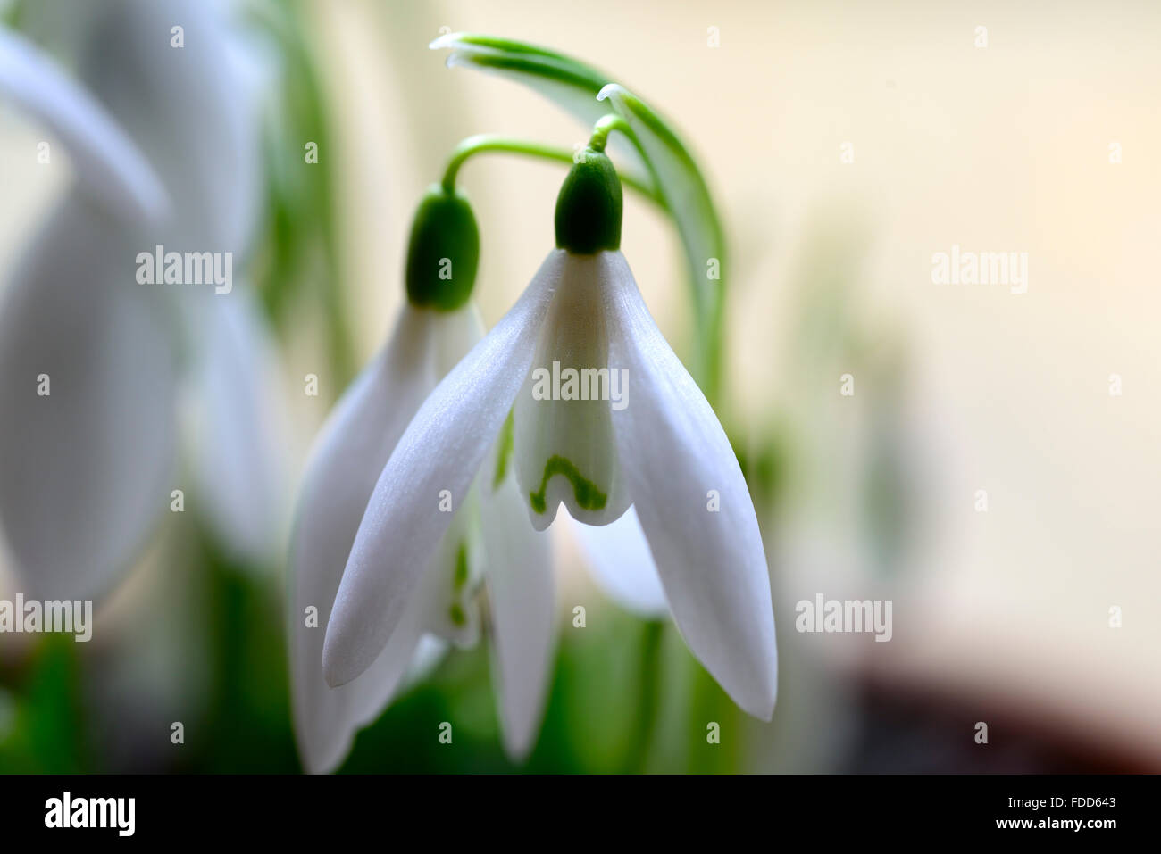 Abbaye d'Anglesey snowdrop Galanthus nivalis perce-neige portraits de plantes blanc vert marquage fleurs printemps Floral RM ampoule Banque D'Images