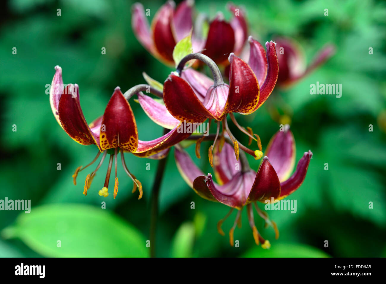 Lilium martagon claude shride fleur fleurs rouge foncé libre selective focus portraits végétaux lilies lily turcs cap Floral RM Banque D'Images