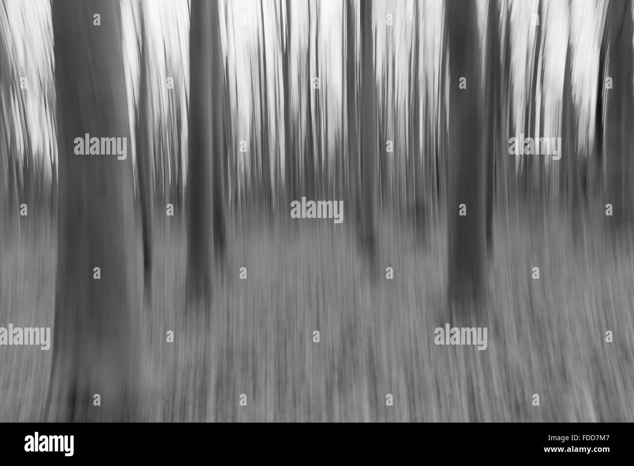 A conceptual photo à l'aide d'obturation lente des arbres dans une forêt montrant quitte Banque D'Images