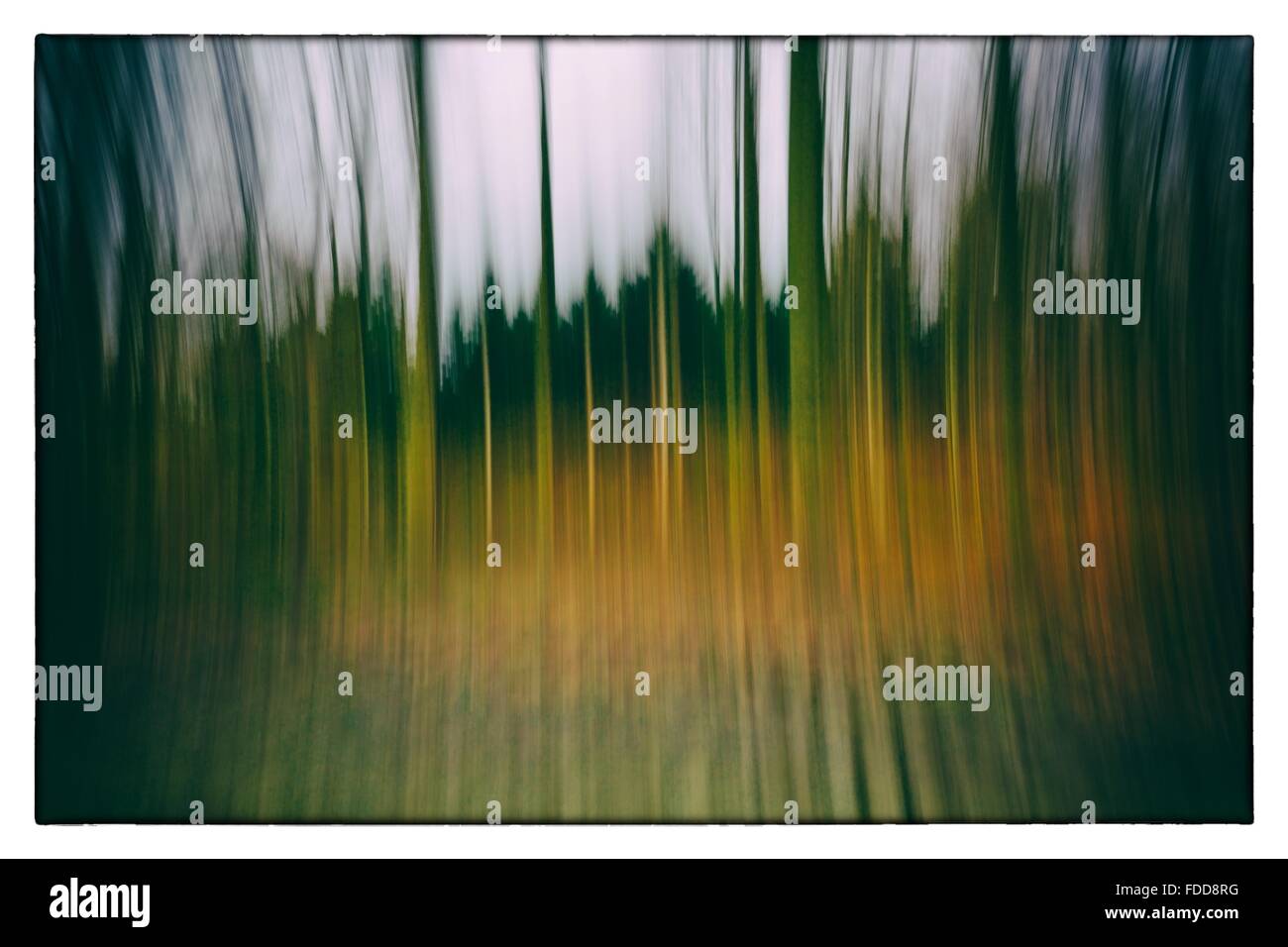 A conceptual photo à l'aide d'obturation lente des arbres dans une forêt montrant les feuilles vert et orange avec une forte vintage filtre dans Banque D'Images