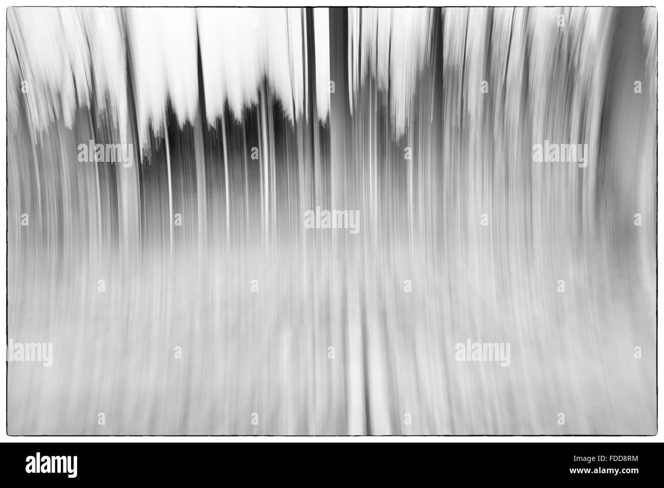 Une photo en noir et blanc d'une photo à l'aide conceptuelle d'obturation lente des arbres dans une forêt montrant les feuilles et le chemin en Europ Banque D'Images