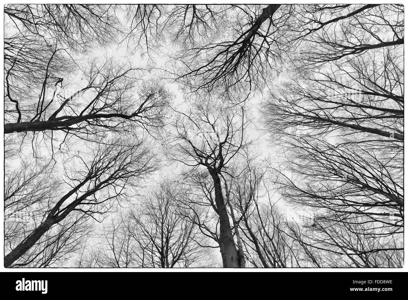 Une photo d'arbres d'une forêt avec une perspective de recherche dans le ciel et d'isoler de façon à ne voir que la tige et les branches de la Banque D'Images