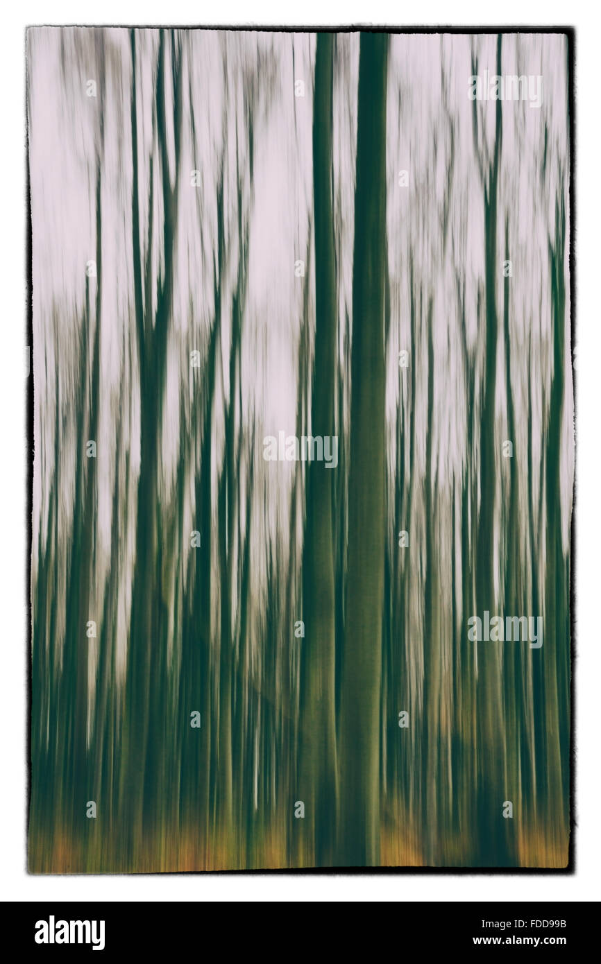 A conceptual photo à l'aide d'obturation lente des arbres dans une forêt montrant les feuilles vert et orange Banque D'Images