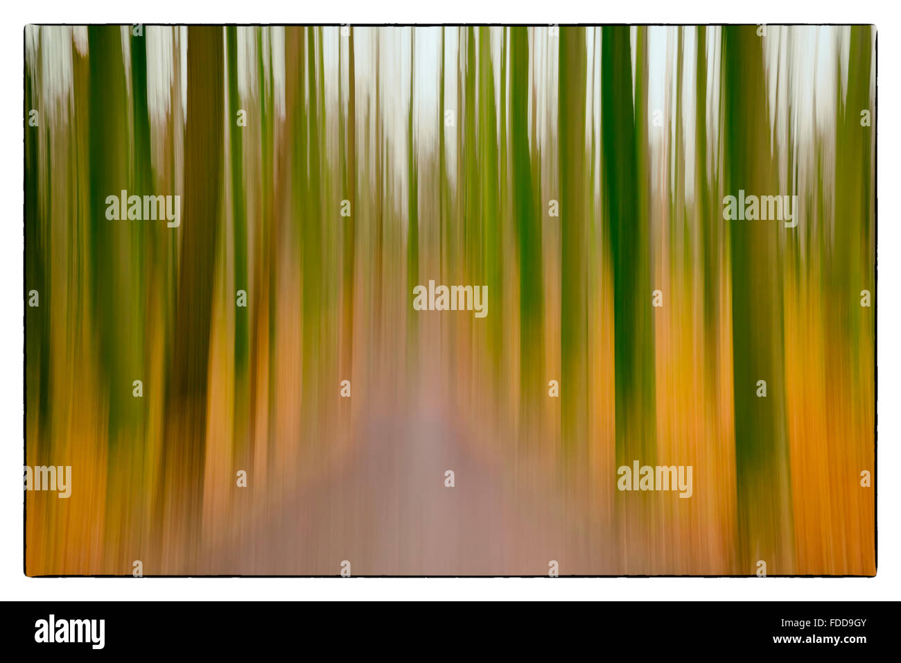 A conceptual photo à l'aide d'obturation lente des arbres dans une forêt montrant vert, orange feuilles et les couleurs lavande Banque D'Images