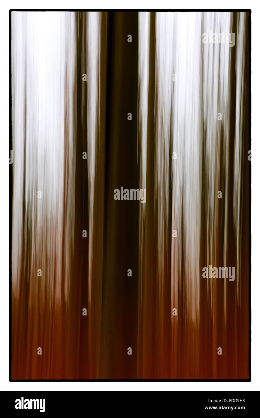 A conceptual photo à l'aide d'obturation lente des arbres dans une forêt montrant les feuilles vert et orange Banque D'Images