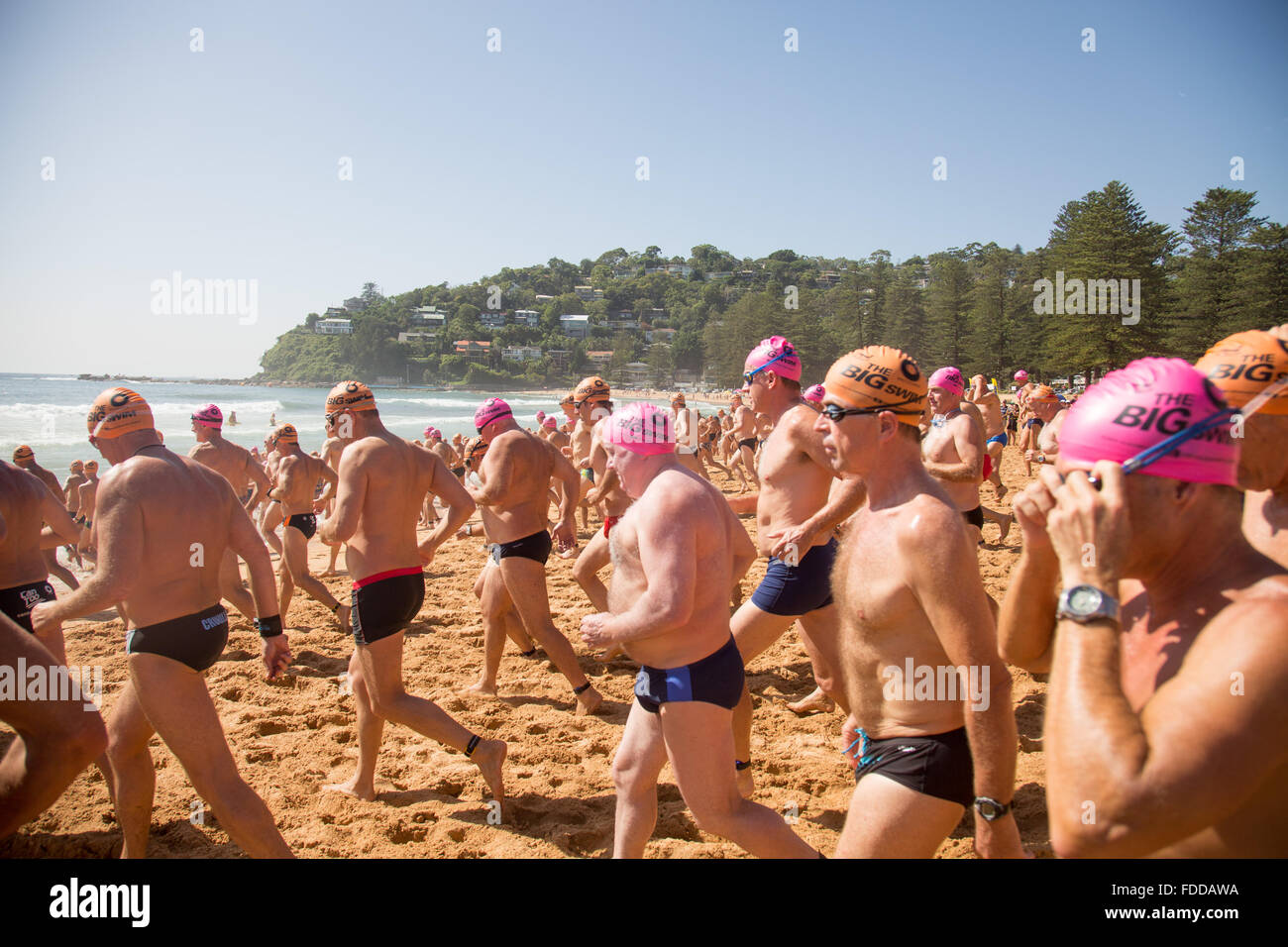 Grand Macquarie nager, 42e grand nager de Palm Beach à Whale Beach Sydney, un 2.8km natation de l'océan qui fait partie de l'océan, série Pittwater nage les concurrents ont un démarrage échelonné pour les hommes/femmes et de tranches d'âge. Il y a également un 1km plus court bien sûr. C'est l'un de l'Australie ; la fameuse nage de l'océan et attire de nombreux concurrents masculins et féminins. Modèle : crédit10/Alamy Live News Banque D'Images