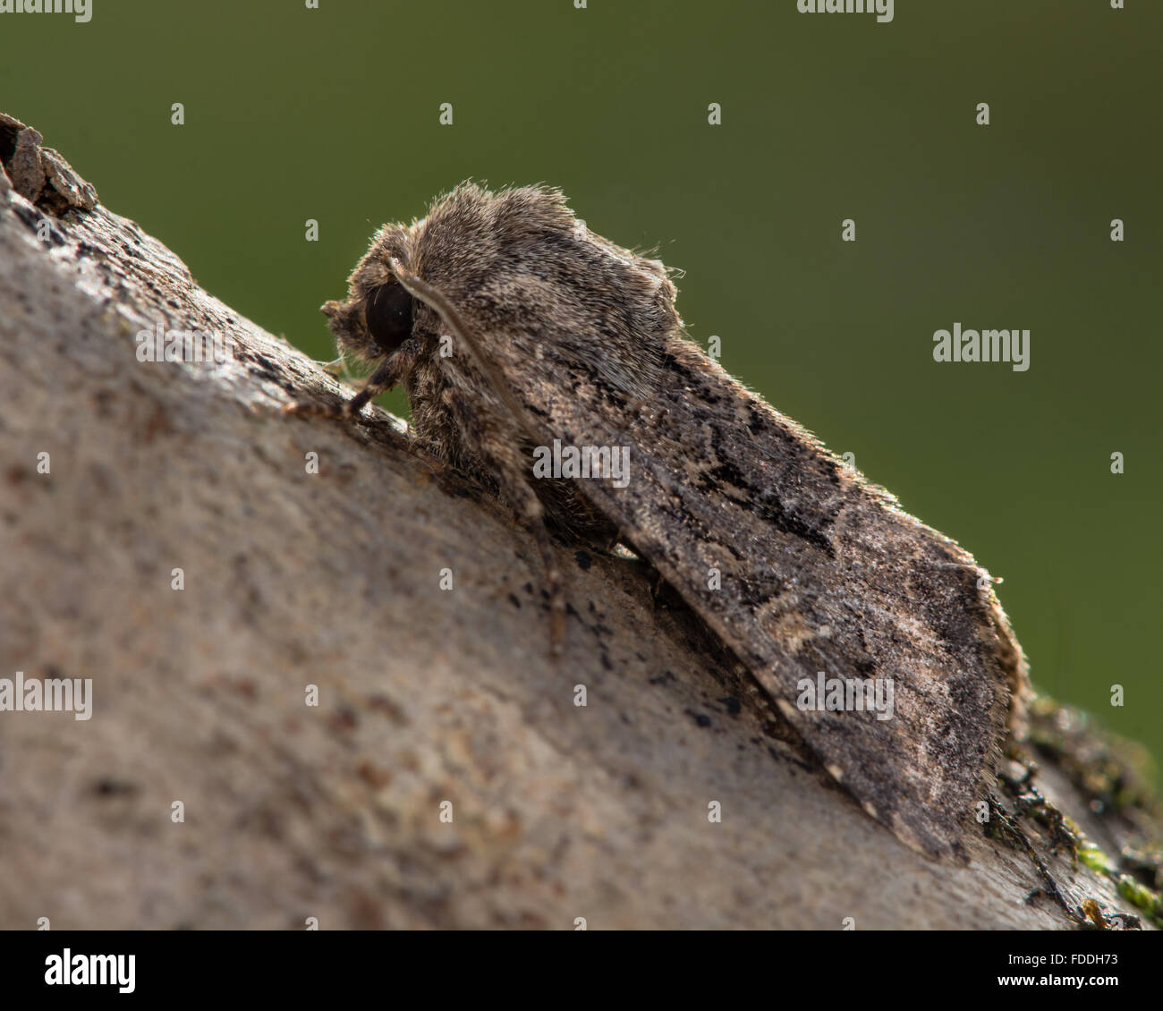 Luperina testacea Flounced (rustique) papillon. D'automne un papillon de la famille des Noctuidés, vu de profil au repos Banque D'Images