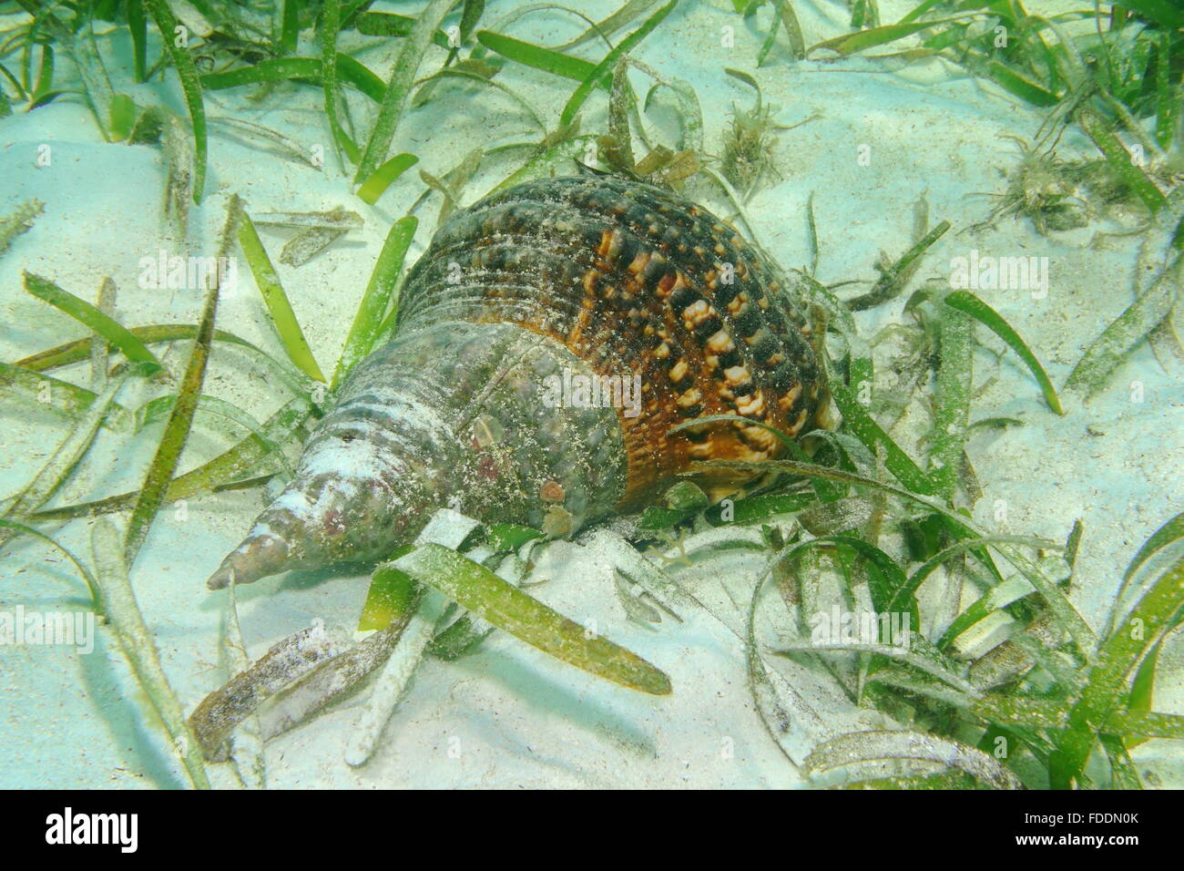 Coquille d'escargot de mer de l'Atlantique, trompette, triton Charonia variegata, sous-marin sur le fond marin, vivant spécimen, mer des Caraïbes Banque D'Images