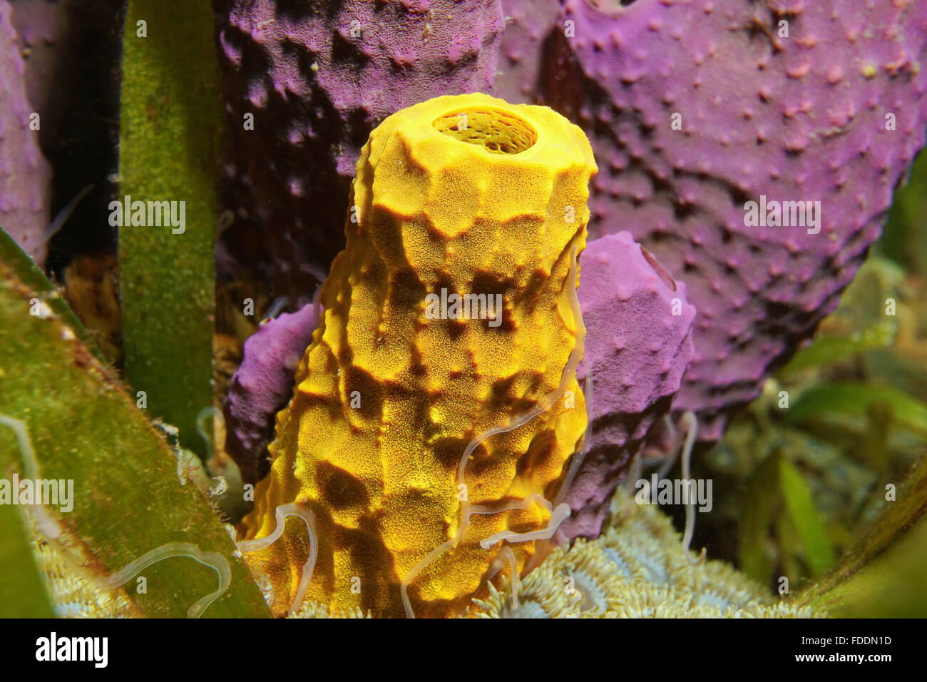 La vie marine, un tube jaune, éponge Aplysina insularis, violet avec une éponge en arrière-plan de branchement, mer des Caraïbes Banque D'Images