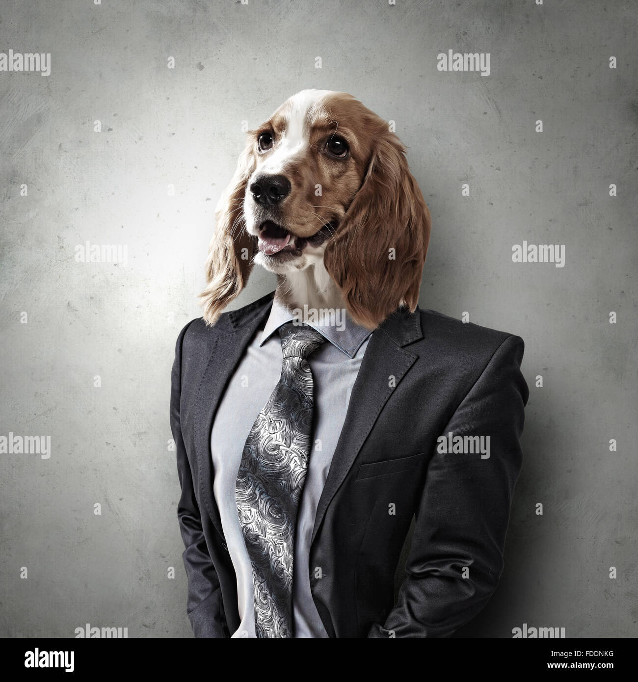 Dog suit Banque de photographies et d'images à haute résolution - Alamy