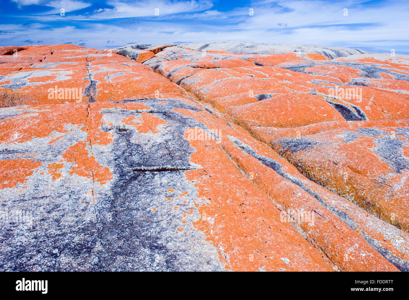 Bay of Fires, Côte Est de la Tasmanie montrant des rochers avec les lichens orange Banque D'Images