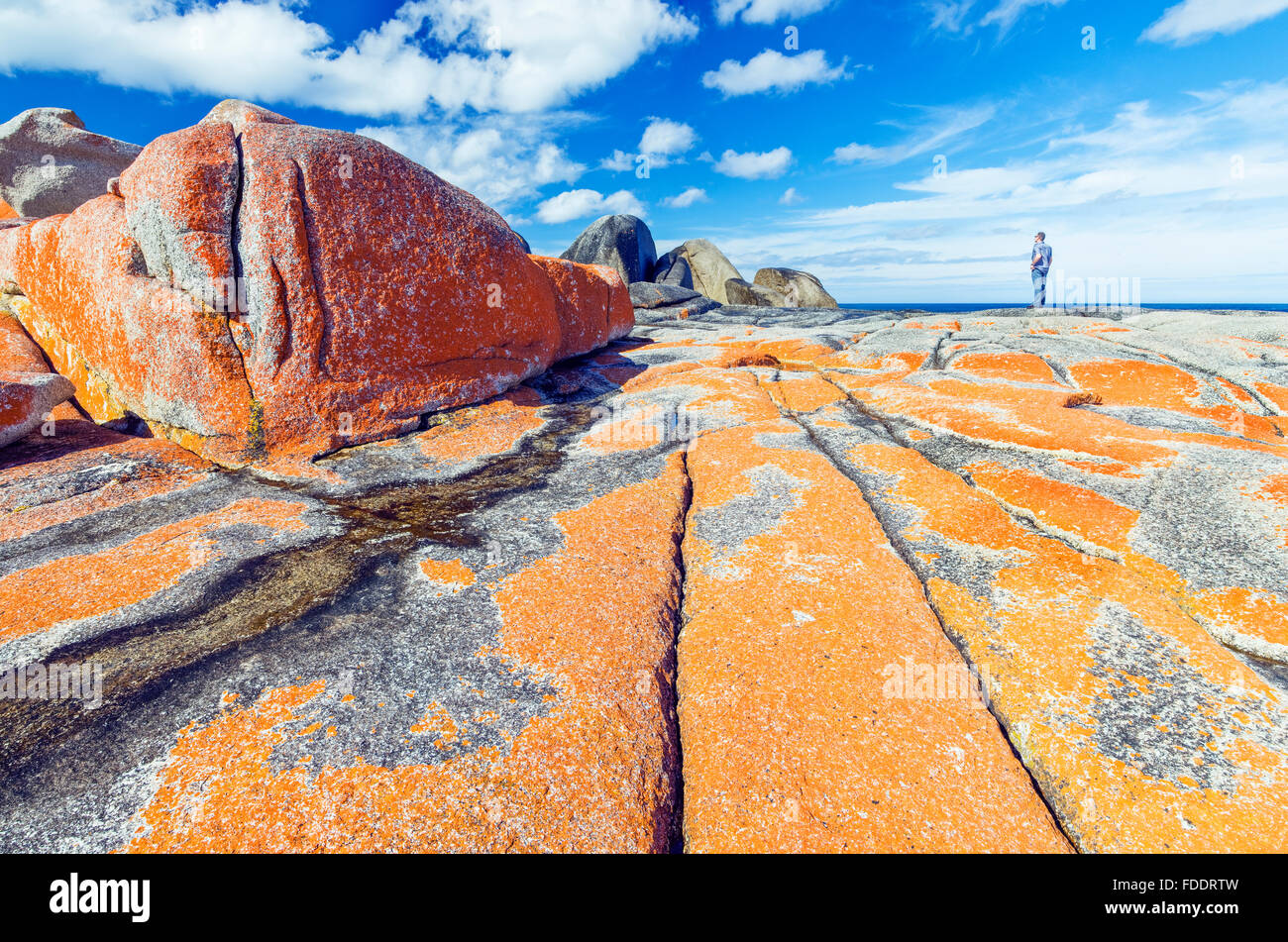 Bay of Fires, Côte Est de la Tasmanie montrant des rochers avec les lichens orange Banque D'Images