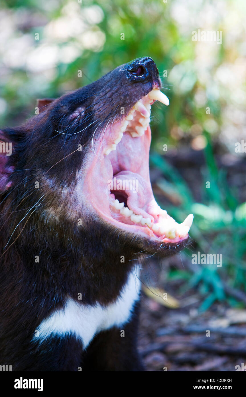 Portrait D Un Diable De Tasmanie Avec Sa Bouche Ouverte Et Montrant Les Dents C Est Image Prise En Tasmanie En Australie Photo Stock Alamy