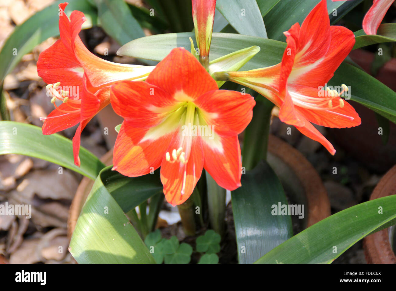 Amaryllis Hippeastrum reginae, Jardin, lily plante herbacée à bulbe en forme de tresse de feuilles et fleurs en ombelles rouge orange Banque D'Images