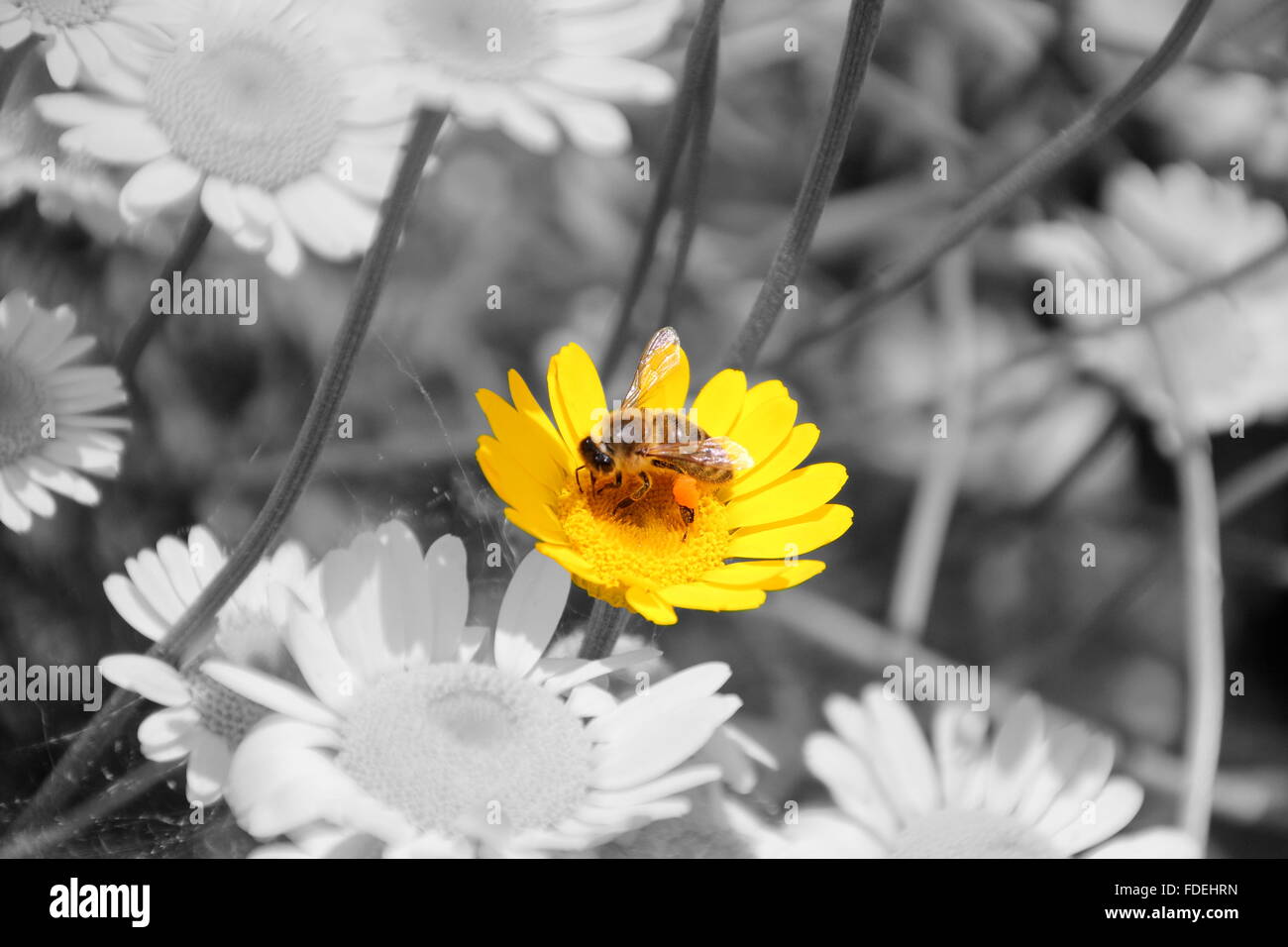 Image en noir et blanc avec une fleur jaune et une abeille Banque D'Images