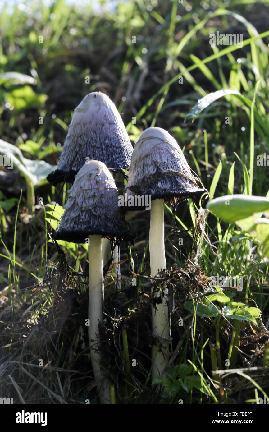 Un image haut de champignons champignons de la sauvage/Inkcap Shaggy, peut-être, (Coprinus comatus) Banque D'Images
