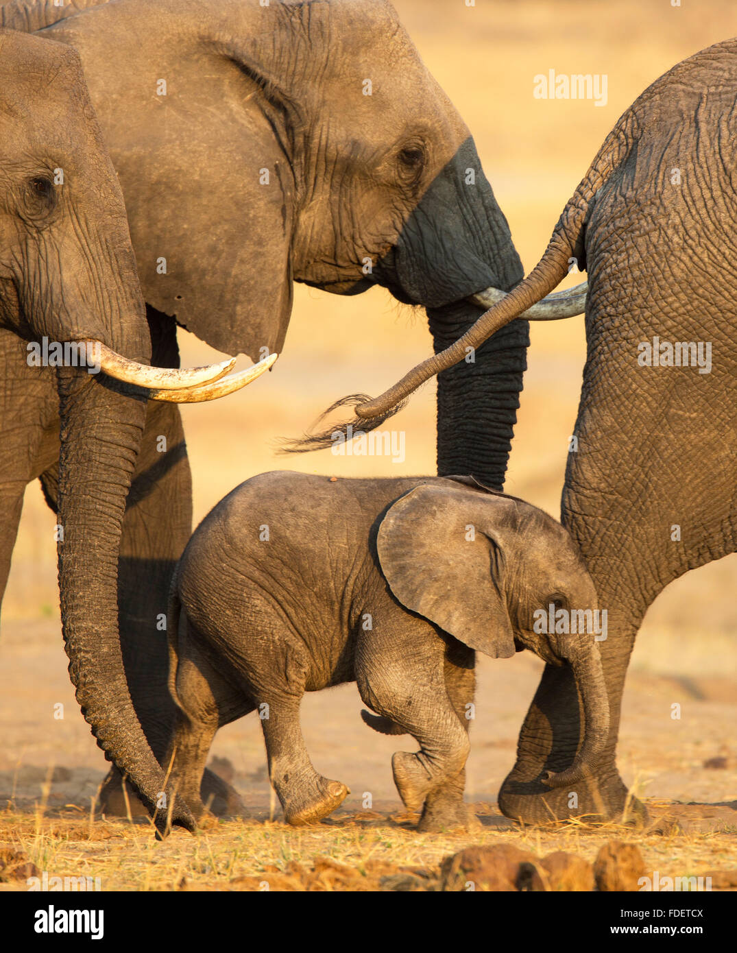 Photo recadrée fermement d'un veau d'éléphants qui marchent au milieu d'un troupeau Banque D'Images