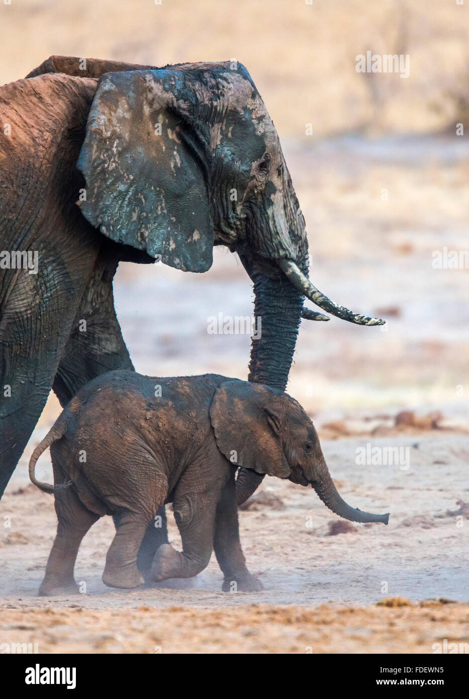 Photo recadrée fermement d'un veau éléphant marche à côté de la mère de c Banque D'Images
