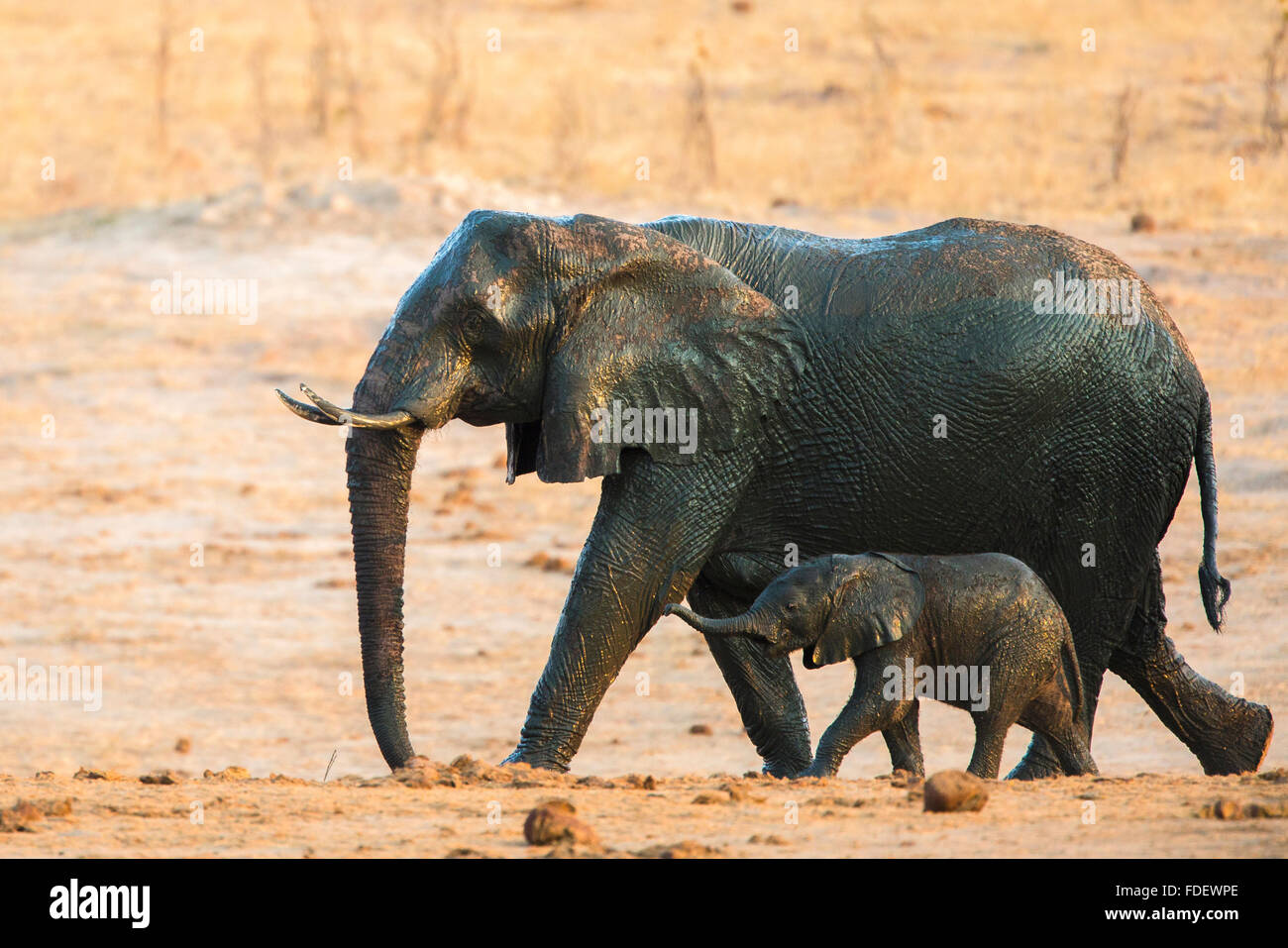 Vache et son veau éléphant marchant côte à côte après un bain de boue qui les a laissés brillant et brillant avec de la boue humide Banque D'Images