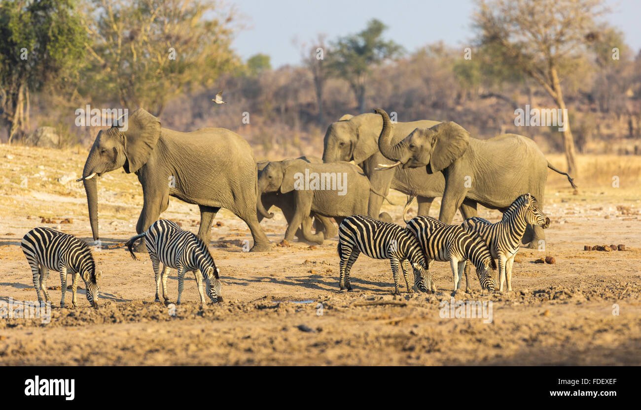 Vue panoramique d'un troupeau d'éléphants africains dans un tigh-nit group, l'un renifle l'air à coffre soulevé et cinq le zèbre de Burchell dr Banque D'Images