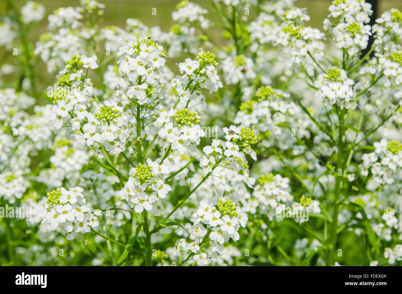 Petites fleurs blanches de raifort, close-up Banque D'Images