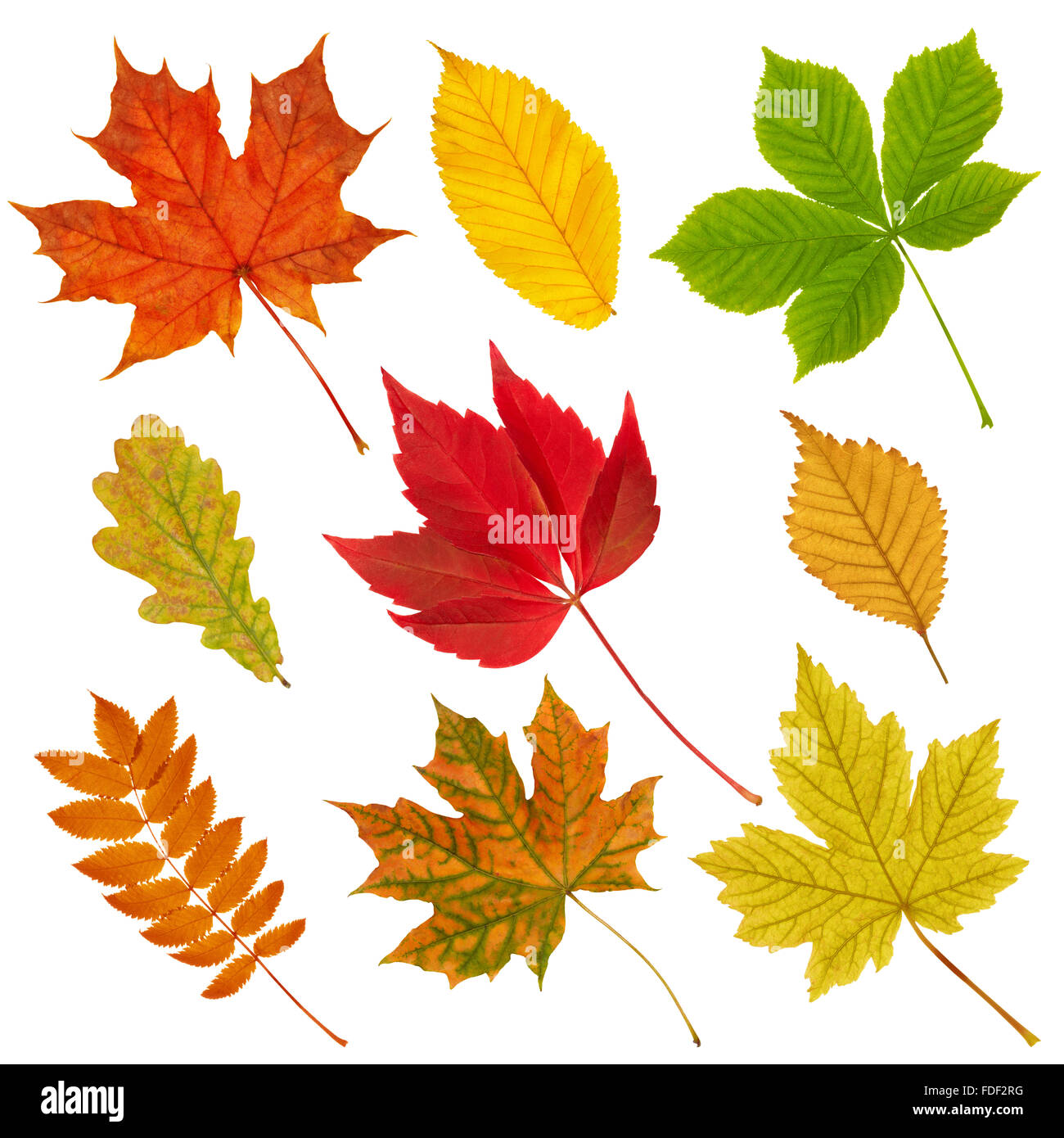 Divers Les feuilles d'automne isolé sur le fond blanc. Banque D'Images