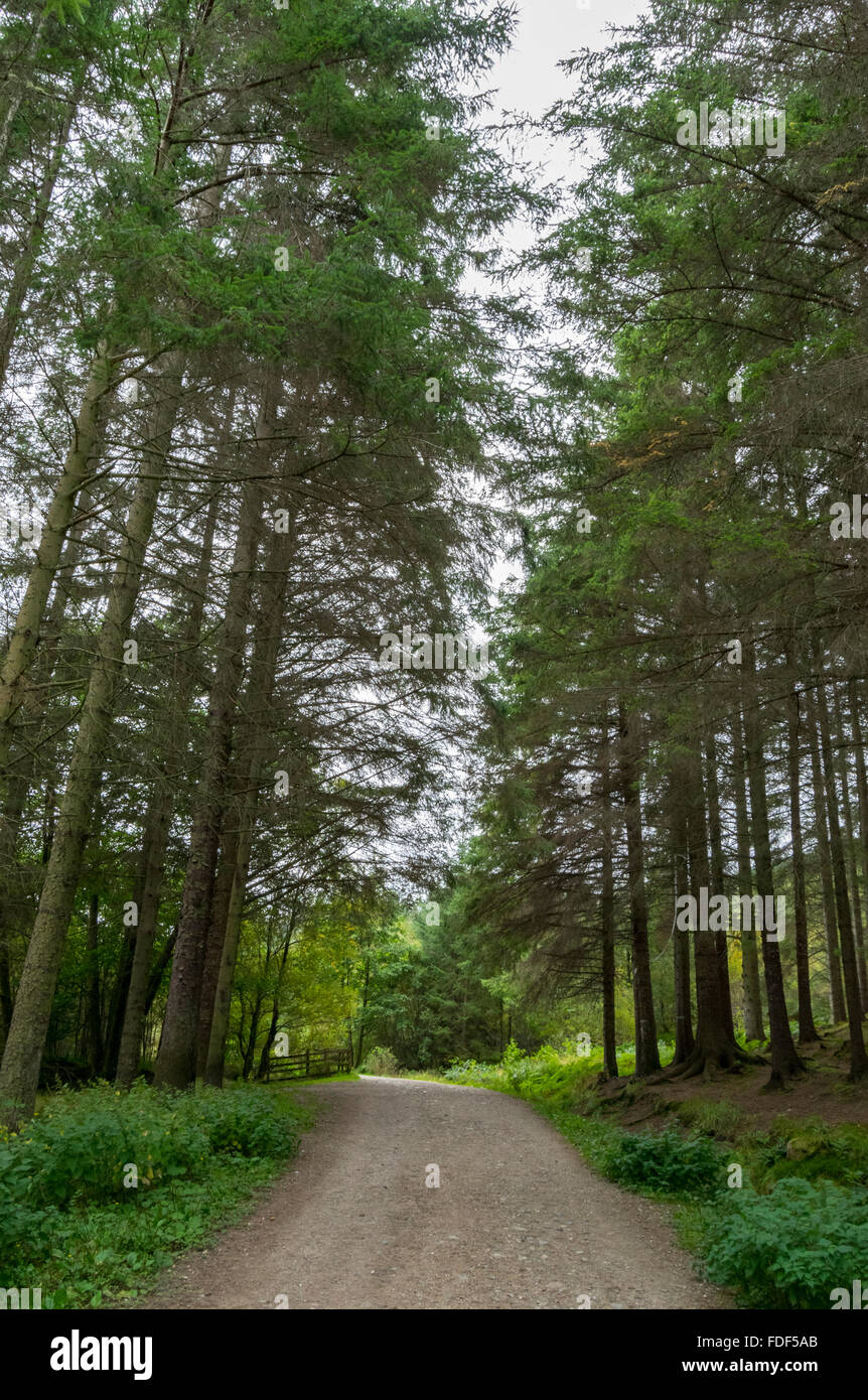 Vue sur un chemin à travers une zone forestière de la Great Glen/West Highland Way, Glen Nevis, Ecosse, Royaume-Uni. Banque D'Images