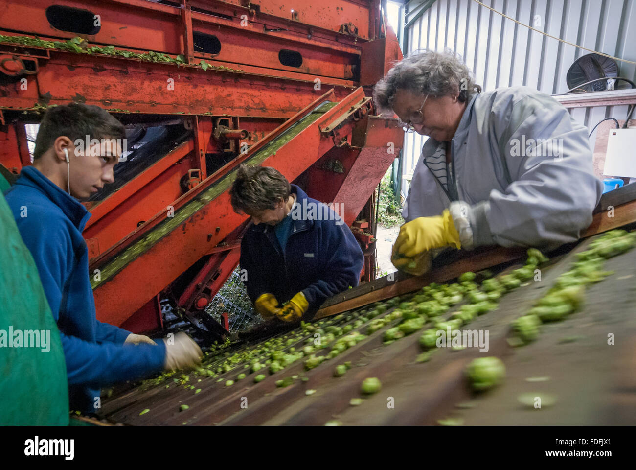 Les cueilleurs de houblon en triant le récolte sur la dernière journée de préparation de la saison, à Kitchenham ferme, Eischoll, East Sussex. Banque D'Images