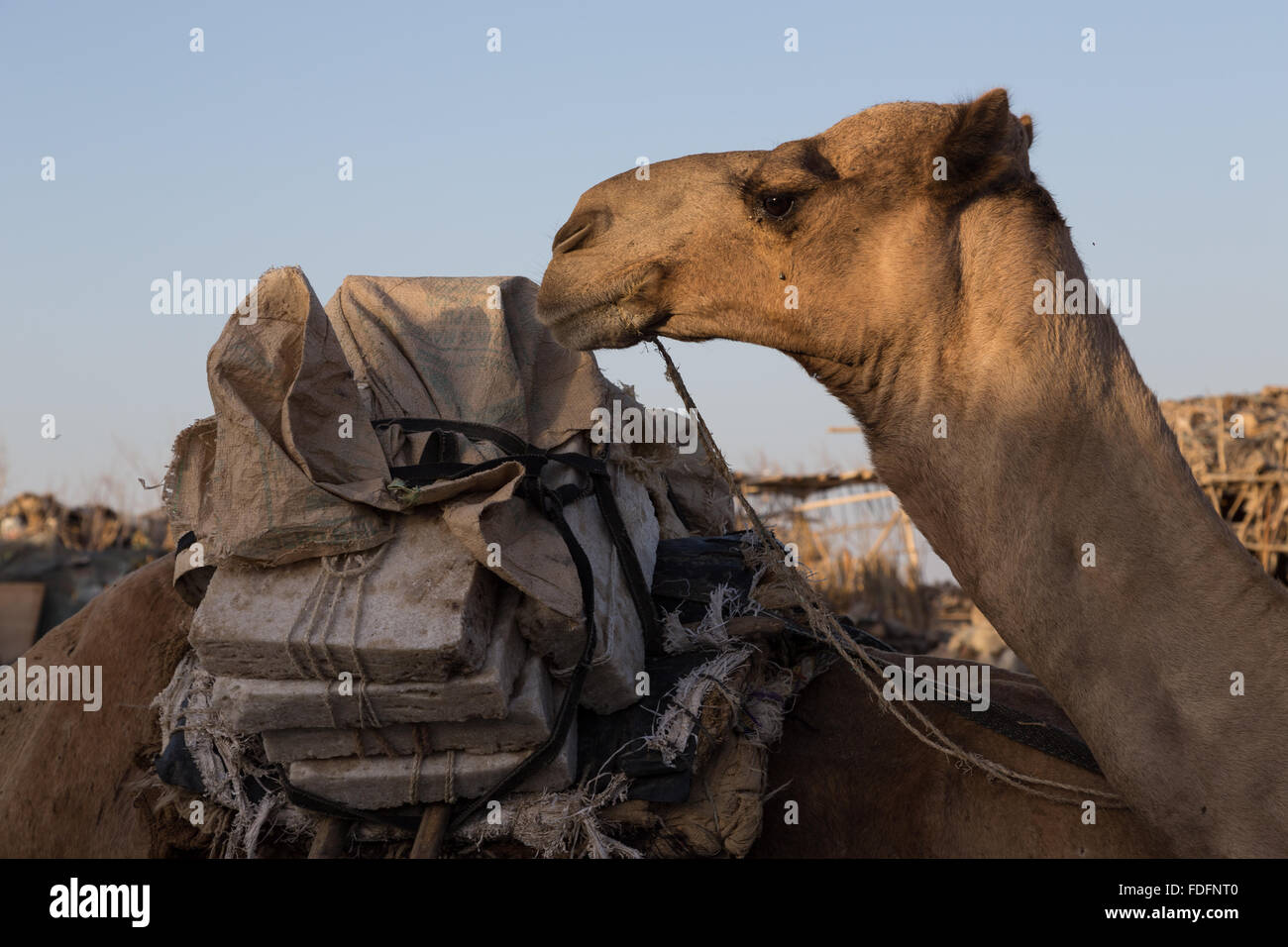 Des chameaux transportant des comprimés coupés à la main de sel arrivent dans Hamedila à proximité de la salines comme ils l'ont fait depuis des centaines d'années Banque D'Images