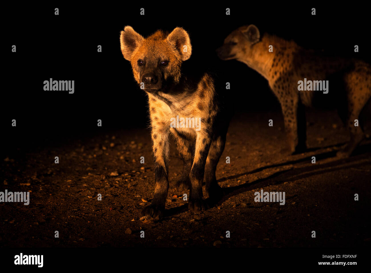 Deux hyènes la nuit, Harar, en Ethiopie. Banque D'Images