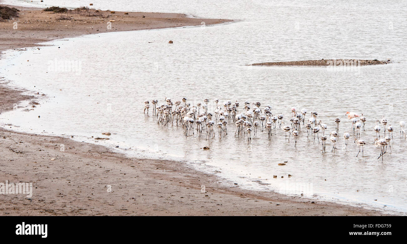 Groupe d'alimentation des oiseaux sauvages au Flamingo lac salé de Larnaca à Chypre Banque D'Images