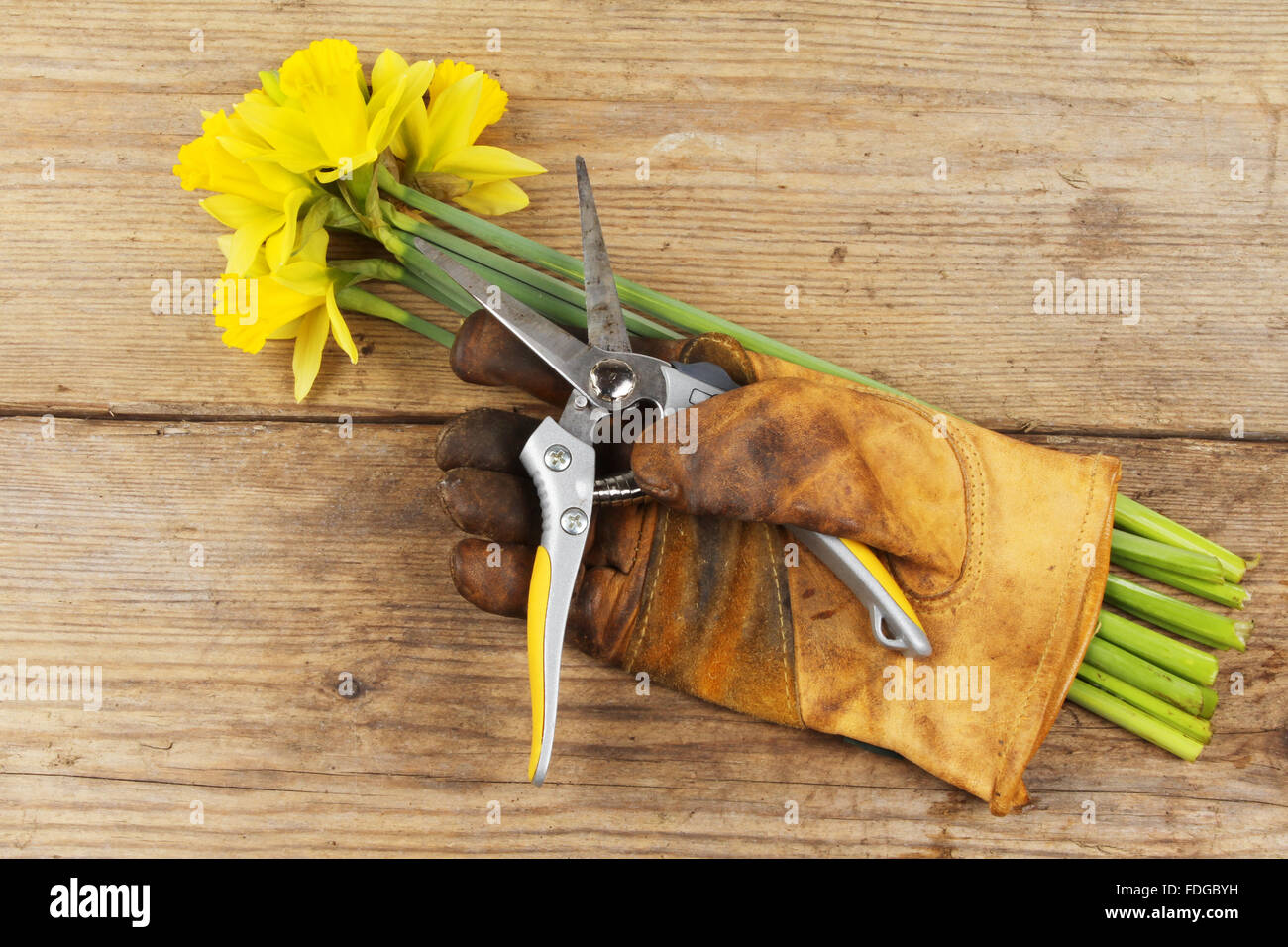 Jonquilles fraîchement coupées avec un gant de jardinage et sécateurs sur une planche en bois Banque D'Images