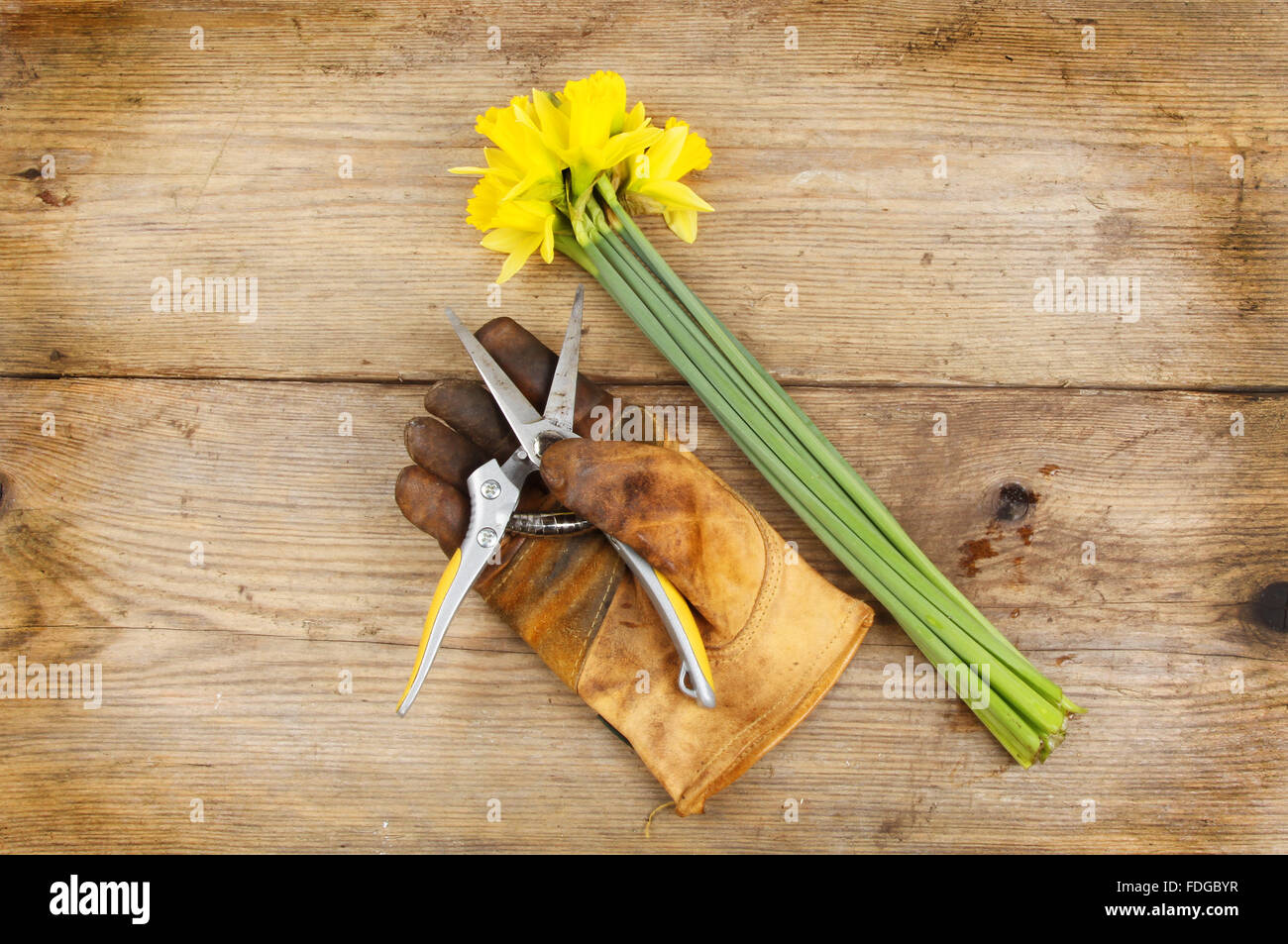 Fleurs de jonquilles fraîchement coupées avec un gant de jardinage et sécateurs sur une planche en bois Banque D'Images
