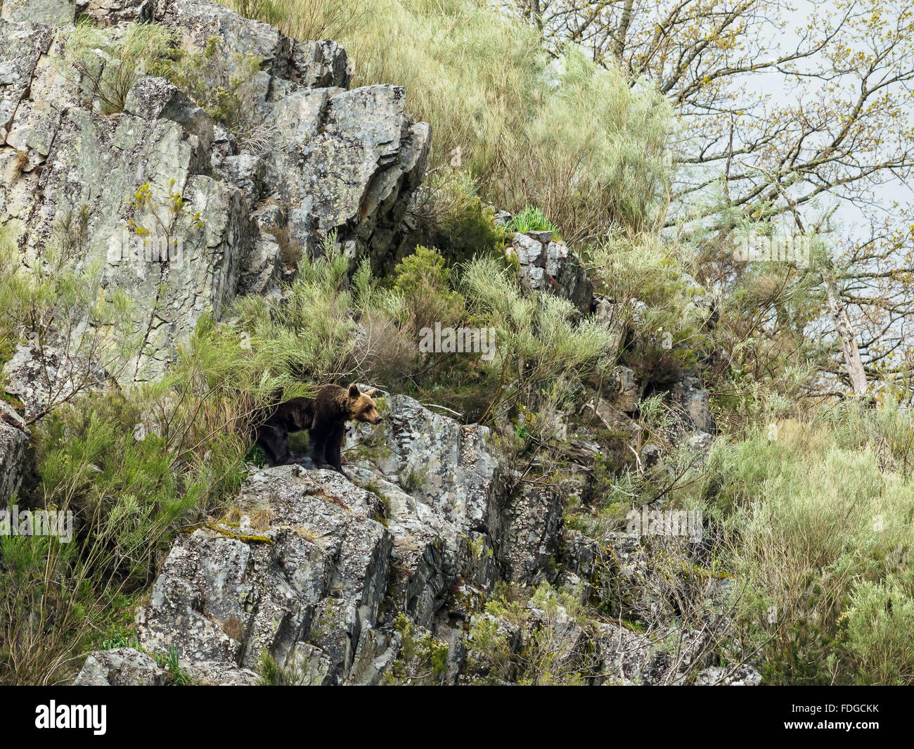 Un Cantabrique ours brun (Ursus arctos pyrenaicus) dans Stark dans leur environnement naturel de la montagne d'Asturies, Espagne. Banque D'Images