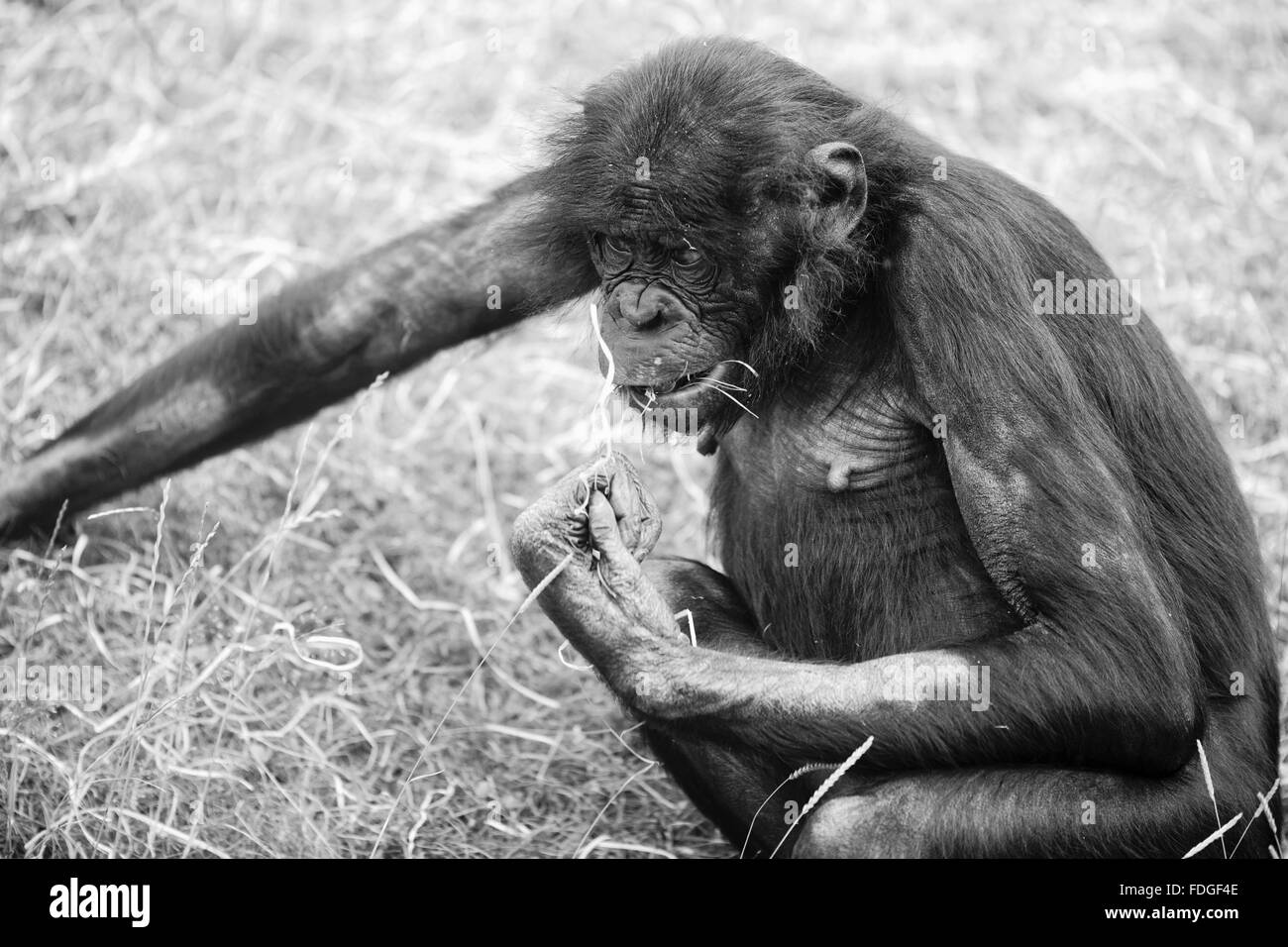 Bonobos Banque D'Images