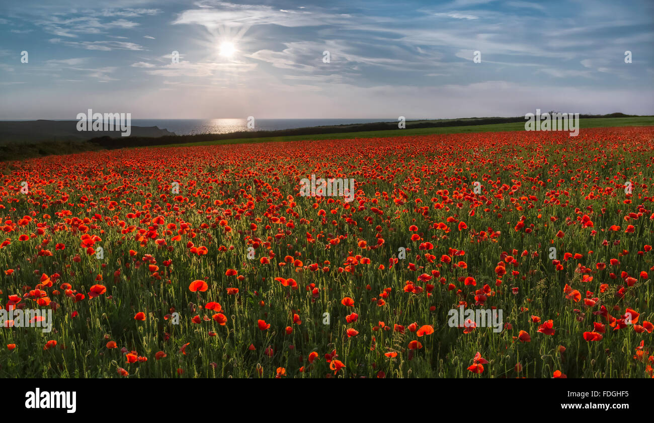 Bien plus de coquelicots, Porth Joke, West Pentire, Cornwall, UK Banque D'Images