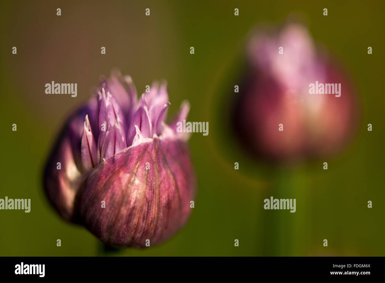 La ciboulette une précieuse herbe (Allium schoenoprasum) photographié dans un jardin anglais avec un objectif macro pour concentrer l'attention Banque D'Images