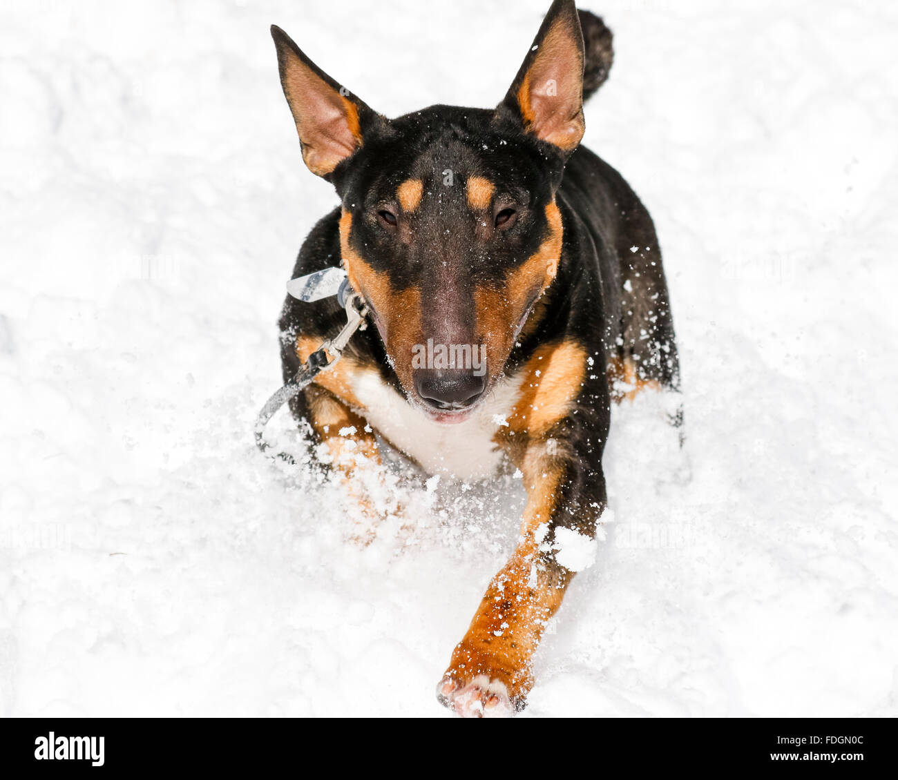 Close up of a bull terrier en marche dans la neige Banque D'Images