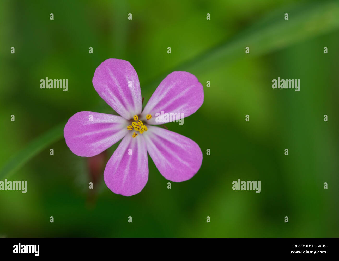 Herb robert Geranium robertianum fleur gros plan au printemps, Royaume-Uni Banque D'Images