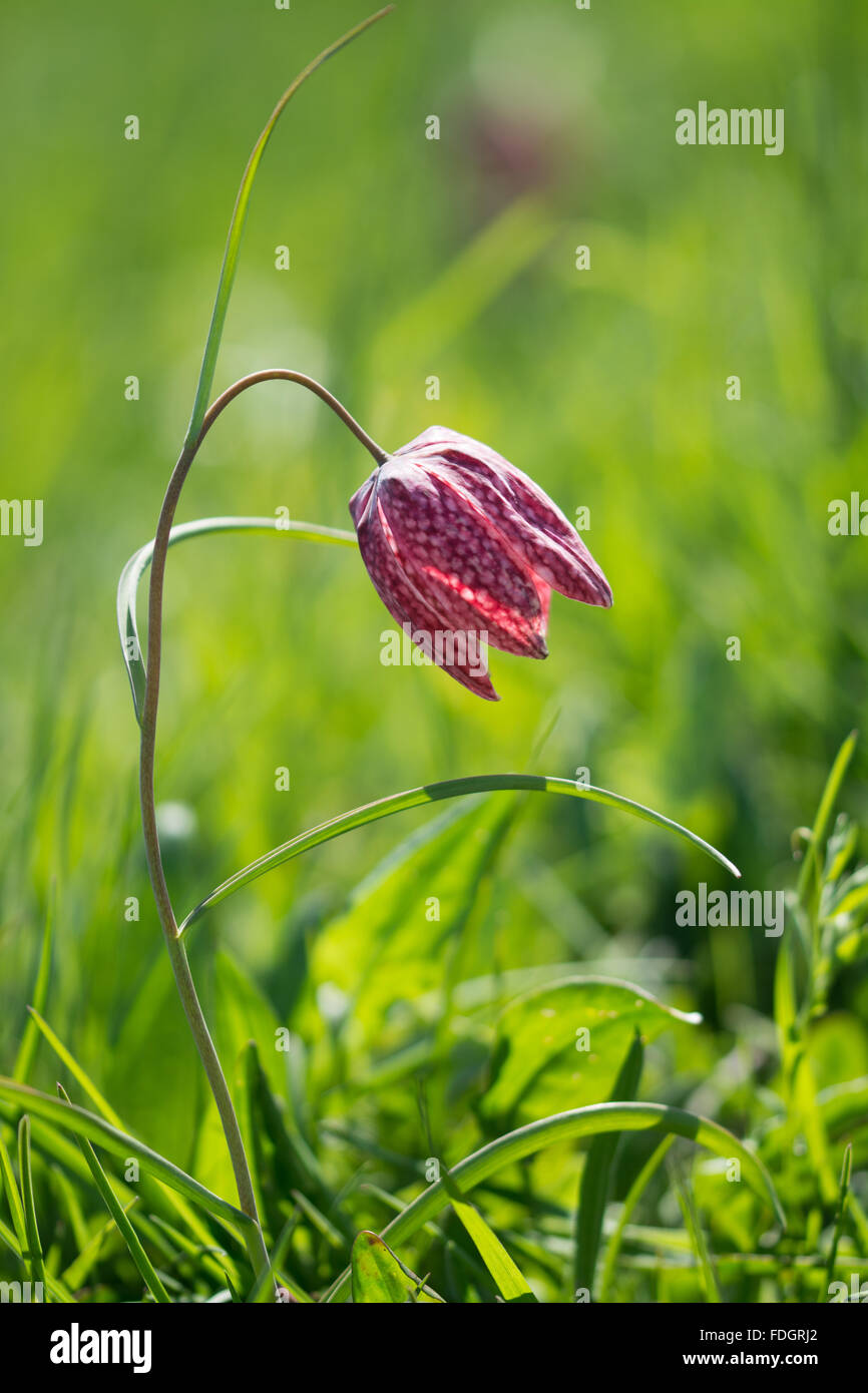 Tête du serpent fritillary (Fritillaria meleagris) Banque D'Images