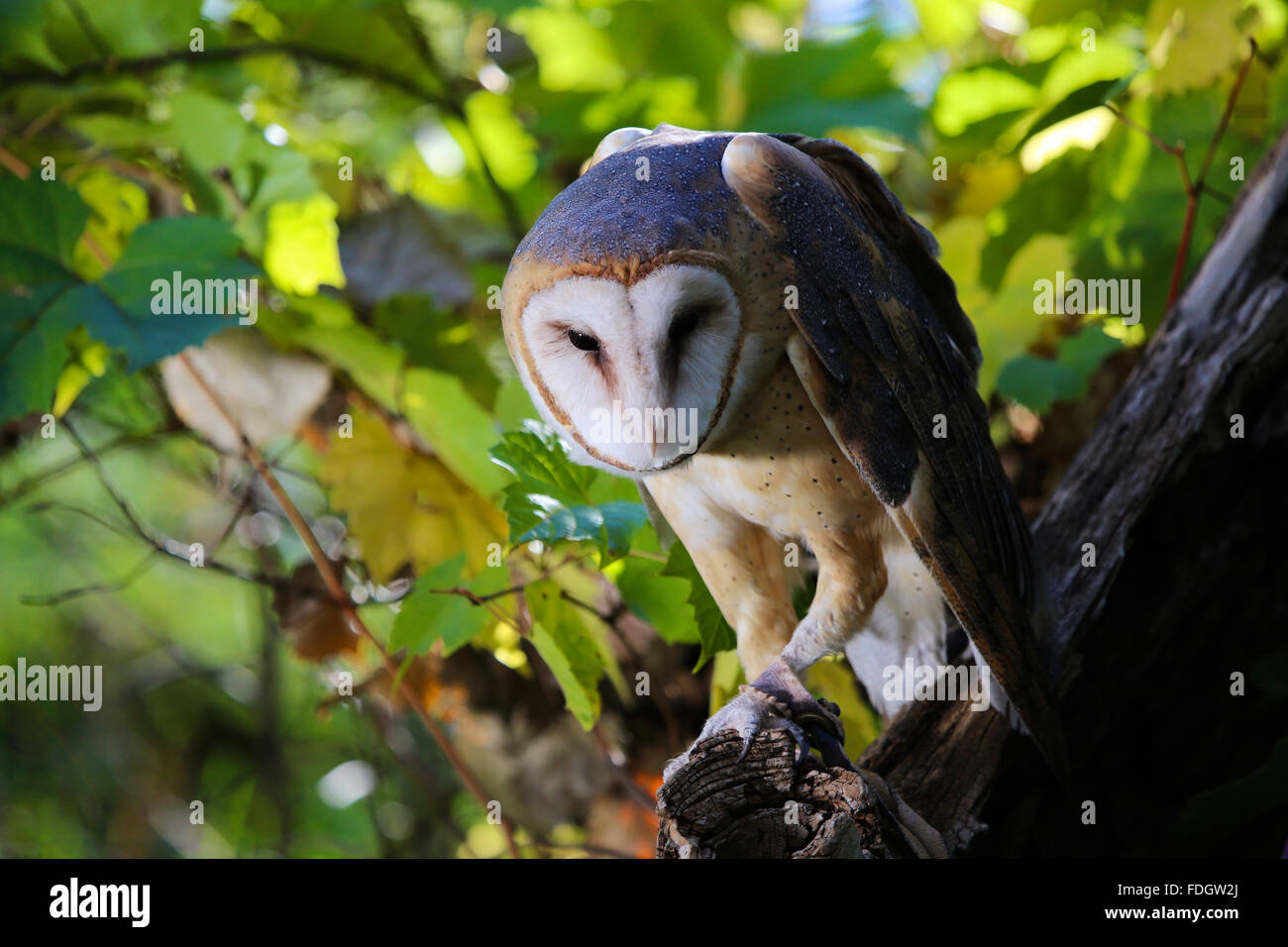 Barn Owl in tree Banque D'Images