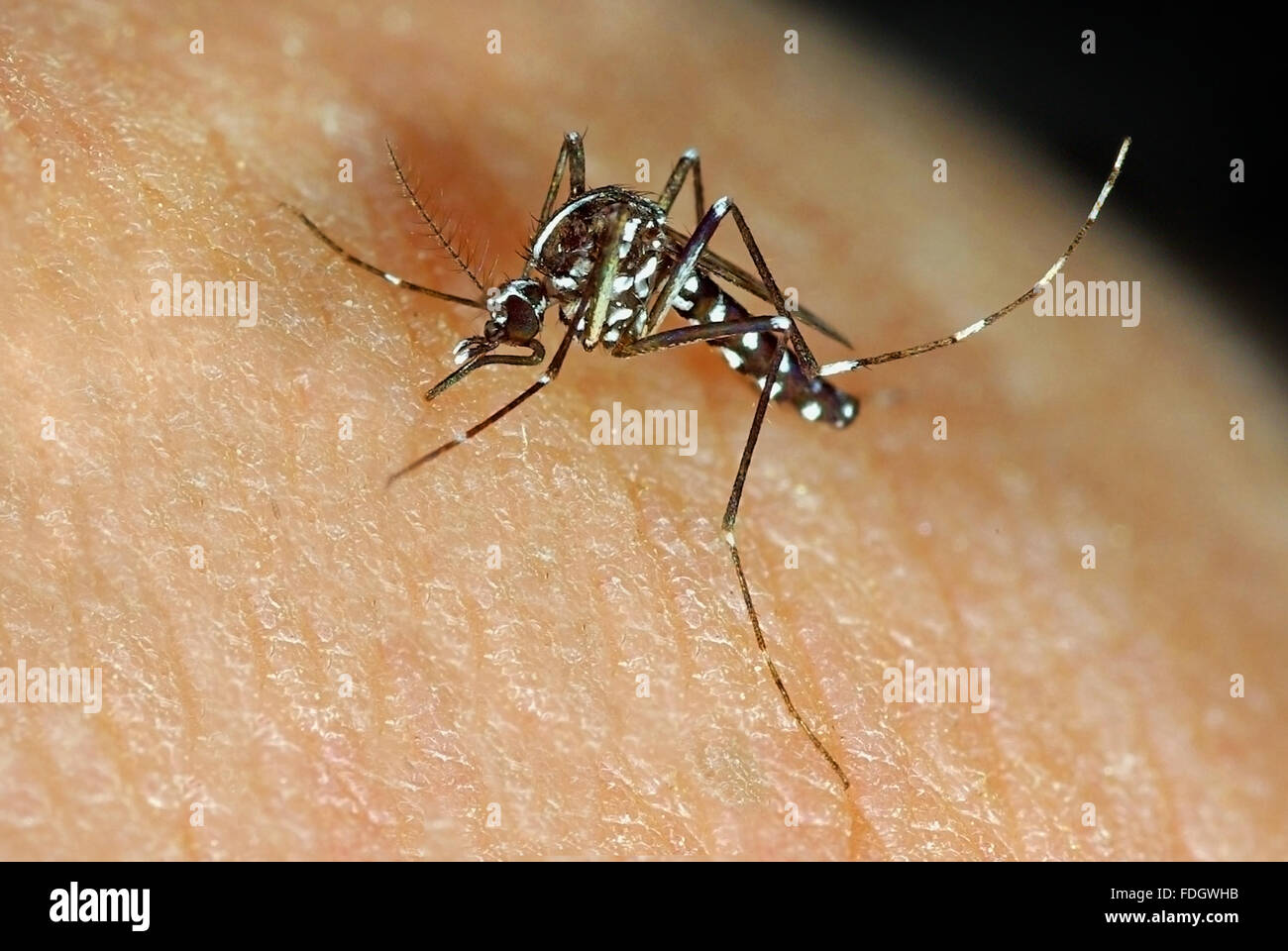 Asian Tiger Mosquito Aedes albopictus Banque D'Images