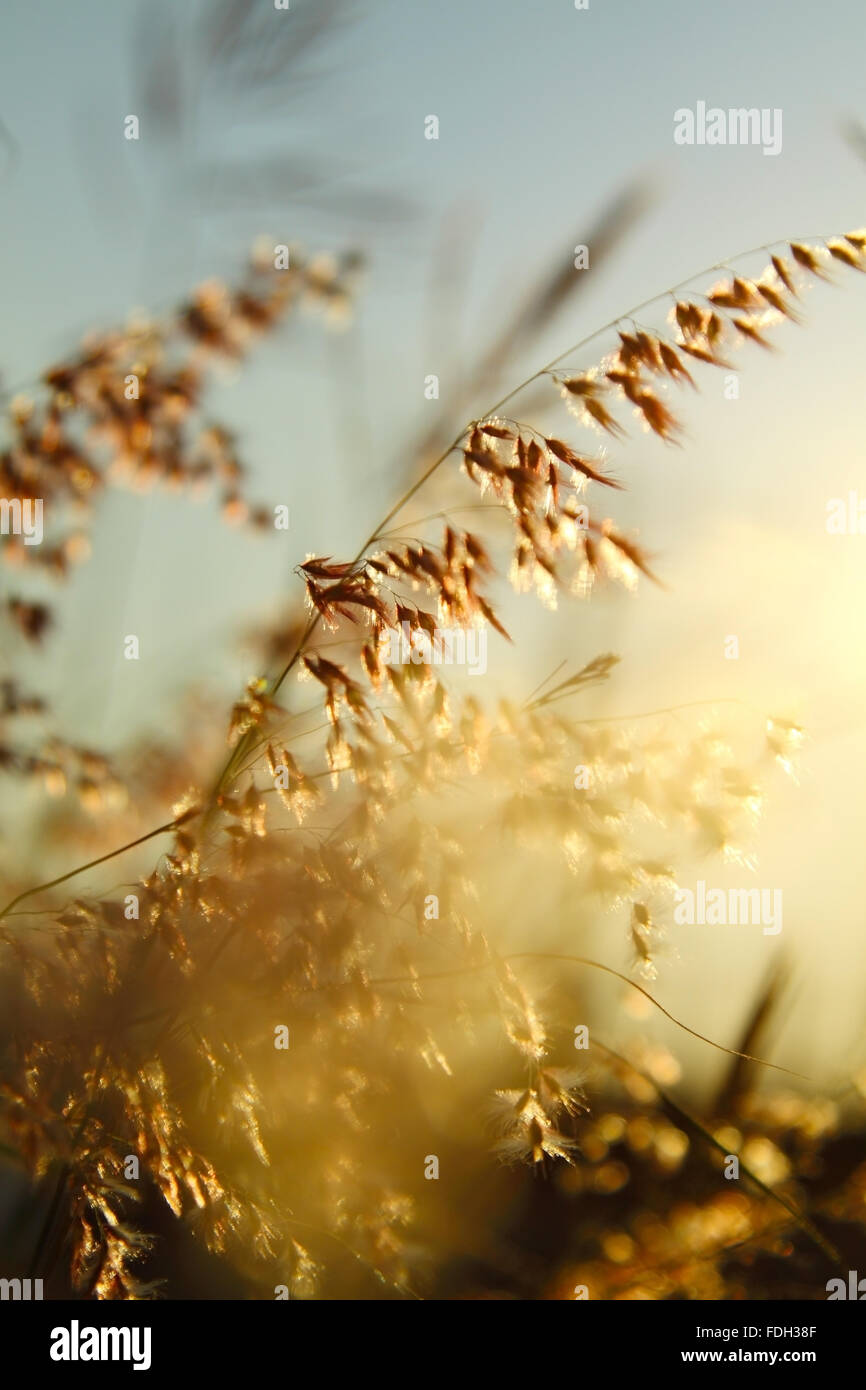 L'heure du coucher du soleil à graminées Banque D'Images