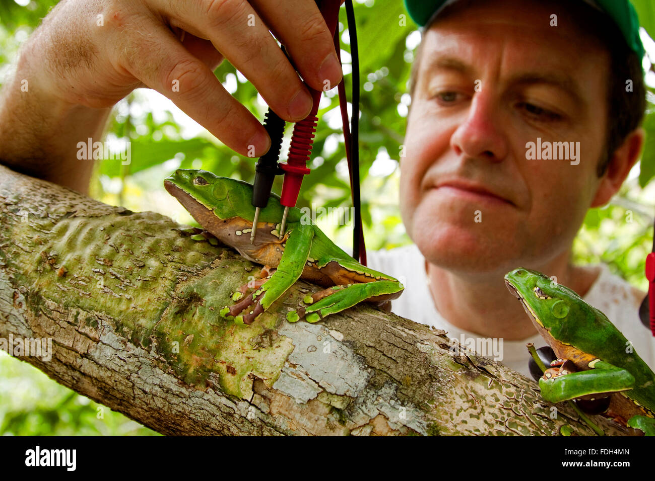 Chercheur scientifique, naturopathe grenouilles kambo test. Grenouille toxique de la peau. Alto Jurua. Croa, Amazon. Brasil Banque D'Images