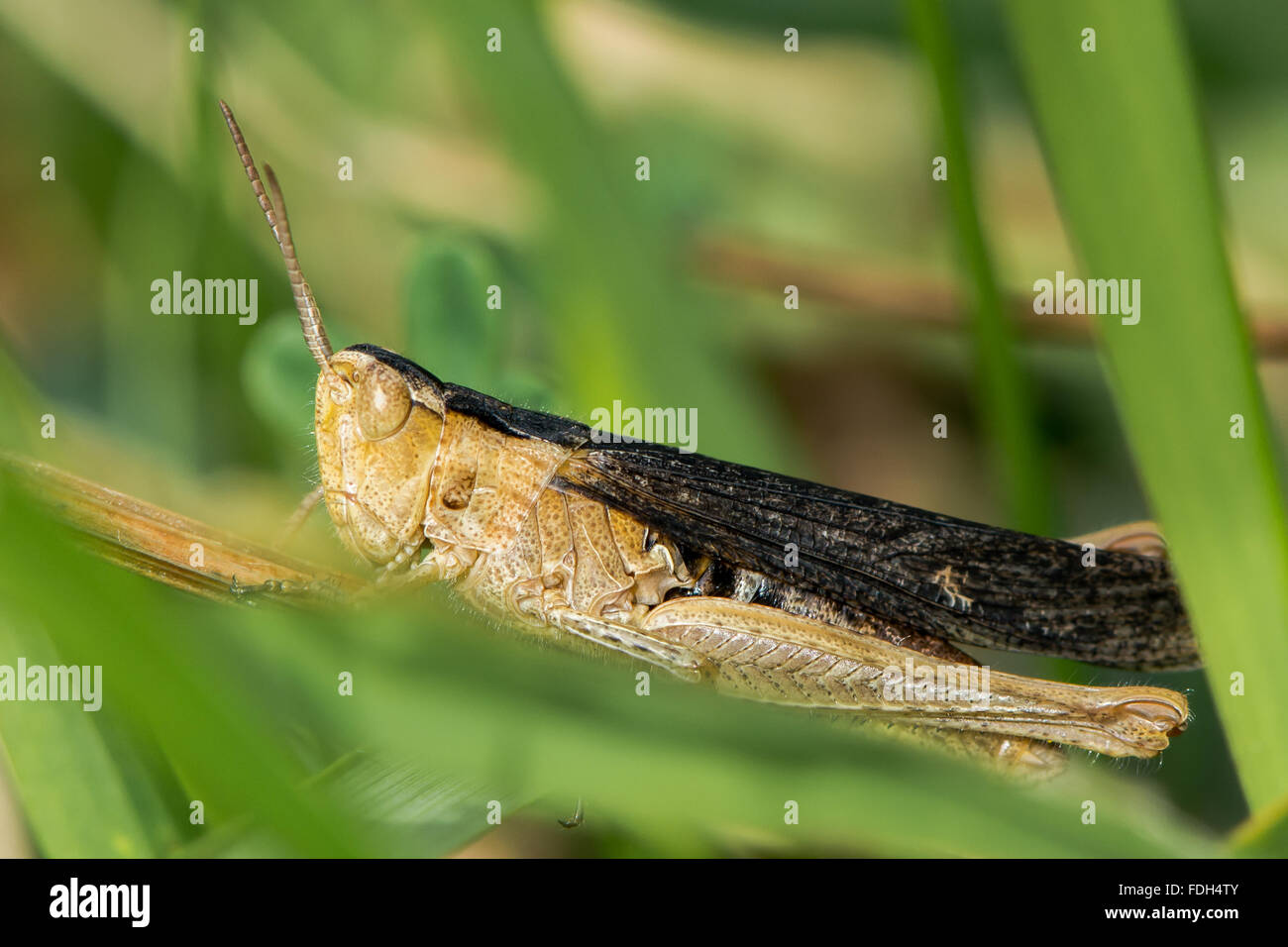 Heath grasshopper (Chorthippus vagans) avec des ailes noires. Une sauterelle rares associés à la lande montrant des couleurs contrastées Banque D'Images