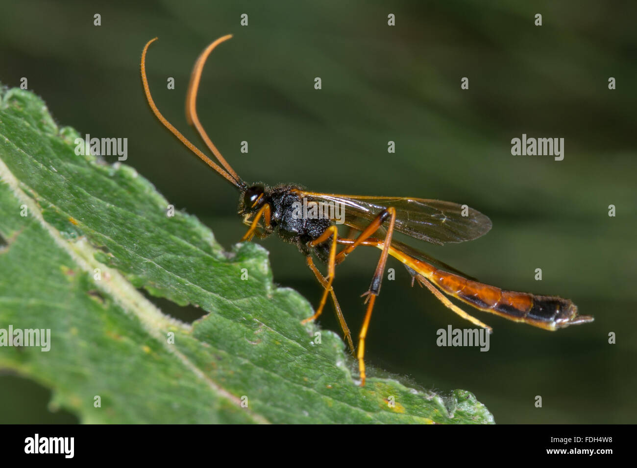 Habrocampulum biguttatum guêpe parasite. Une mouche ichneumon wasp dans la famille Ichneumonidae