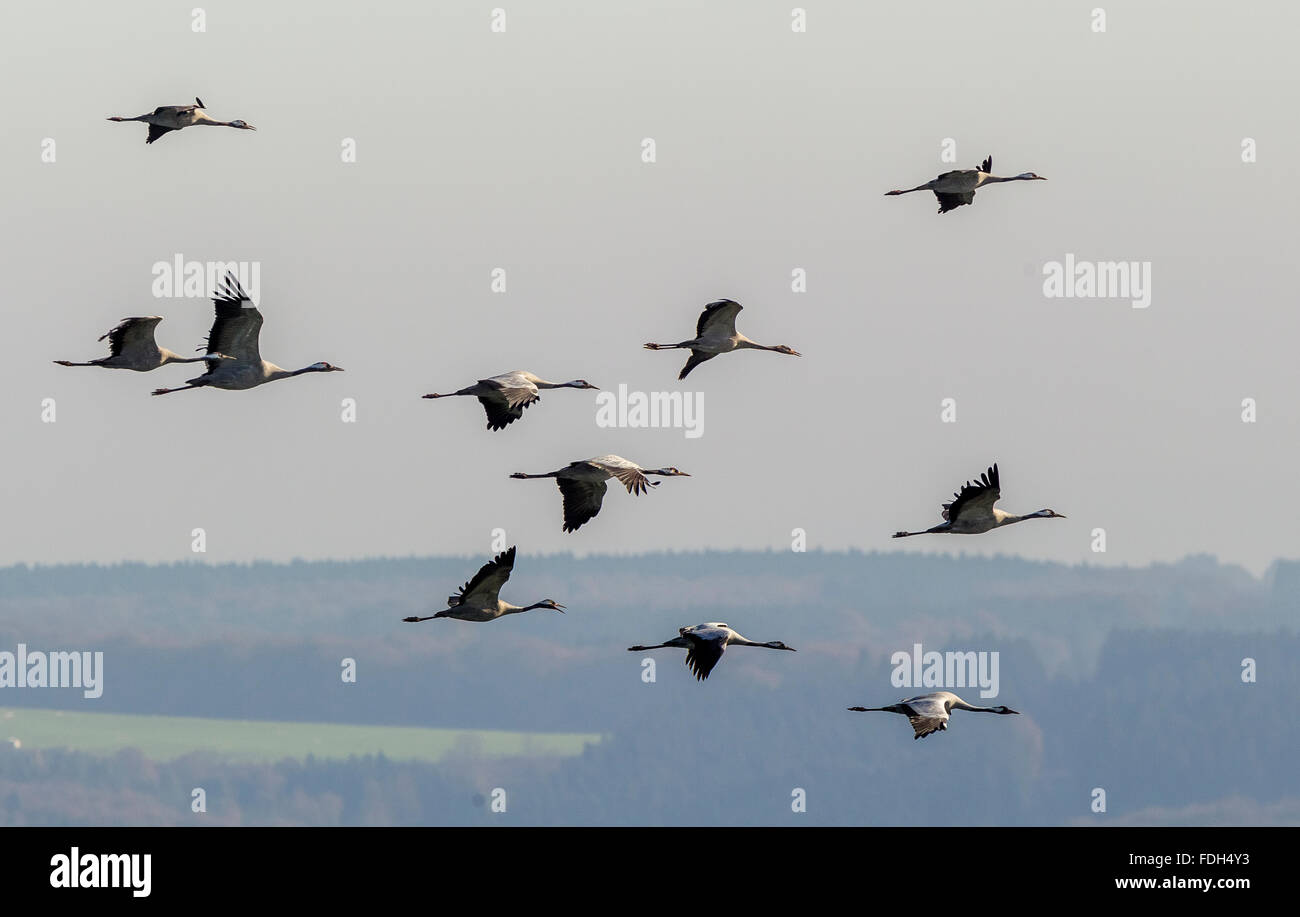 Par antenne, Gray Grues (Grus grus) en vol au dessus de Gevelsberg, vol des oiseaux, la formation, la migration d'oiseaux, Wuppertal, Ruhr, Banque D'Images