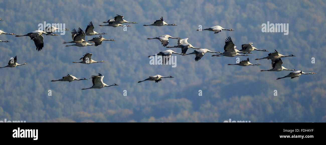 Par antenne, Gray Grues (Grus grus) en vol au dessus de Gevelsberg, vol des oiseaux, la formation, la migration d'oiseaux, Wuppertal, Ruhr, Banque D'Images